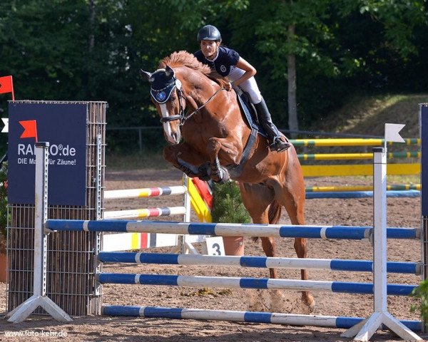 jumper Valentin 126 (Hanoverian, 2009, from Valentino)