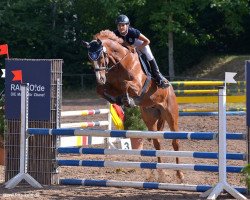 jumper Valentin 126 (Hanoverian, 2009, from Valentino)
