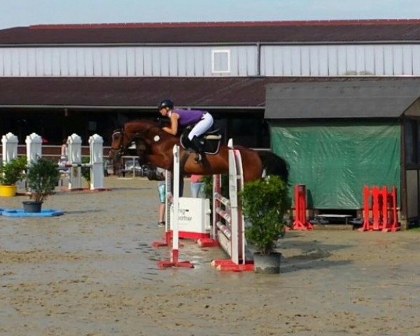 broodmare Cassandra 387 (Holsteiner, 2011, from Cezaro)