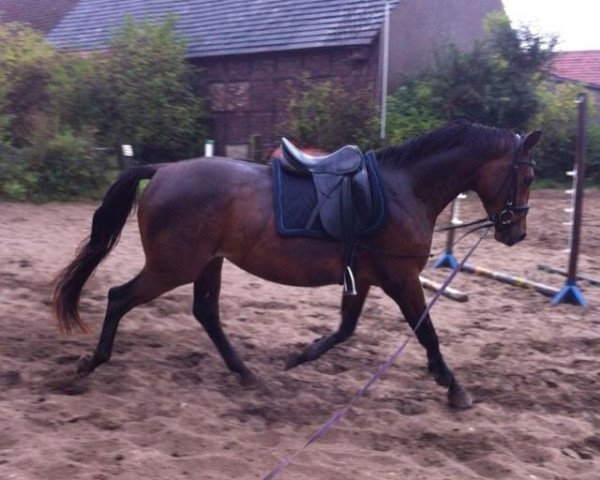 broodmare Delicia (Westphalian, 2009, from Decano)