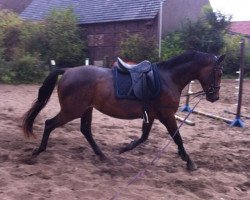 broodmare Delicia (Westphalian, 2009, from Decano)