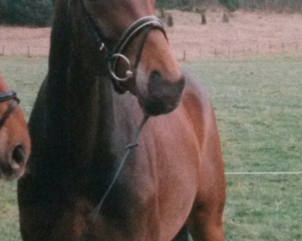 broodmare Grande Dame W (Württemberger,  , from Gardez)