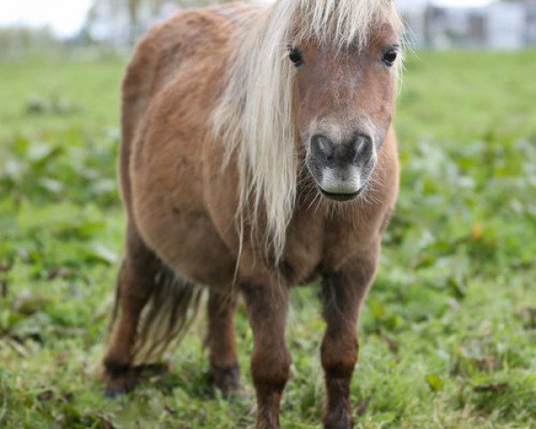 Yegua de cría Silviga v. d. Bredeweg (Pony Shetland (menos de 87 cm), 2009, de Manfred v.Valkenblick)