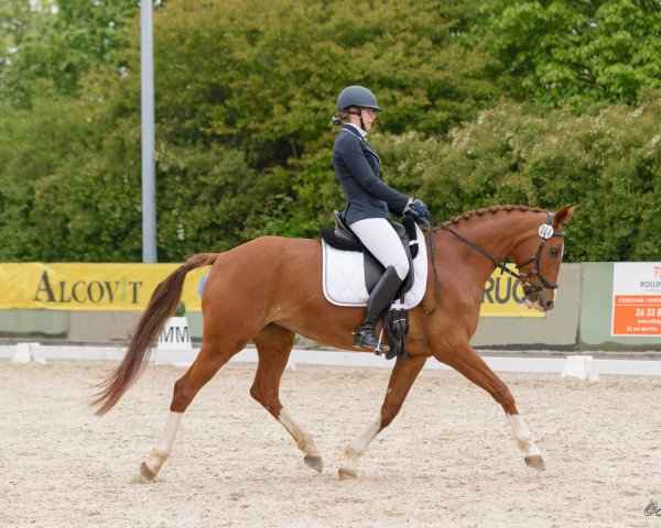 dressage horse Fayolle R (Luxembourg horse, 2006, from Florentianer)