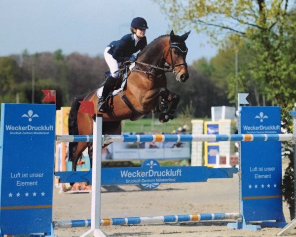 jumper Carlos 671 (Oldenburg, 2009, from Coronas 2)
