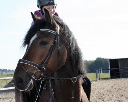 jumper L'Amour Toujours Z (Zangersheide riding horse, 2010, from Lordanos)