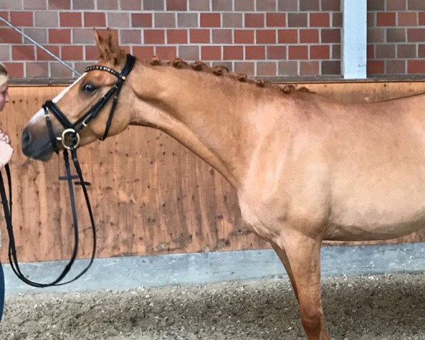 horse Diamond Dreams (German Riding Pony, 2014, from Dornik B)