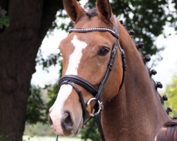 horse Cleo (Oldenburg, 2010)