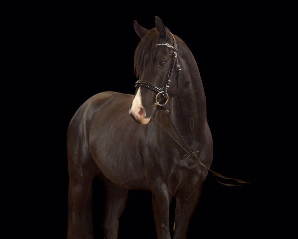 horse Never Die (German Riding Pony, 2012, from Nadir vom Splitting WE)