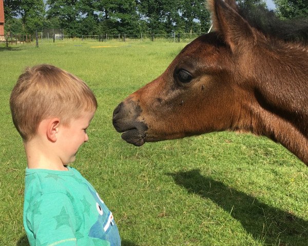 horse Hobbes (German Riding Pony, 2017, from Halifax)