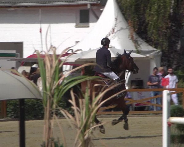 Reitturnier Köln - Reitanlage Brüse 2018