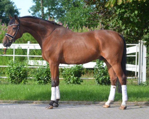 horse Wallach von Sandro Hit (Hanoverian, 2008, from Sandro Hit)