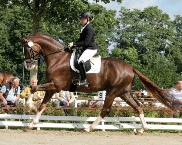 horse Bertone S (Hanoverian, 2013, from Callaho's Benicio)