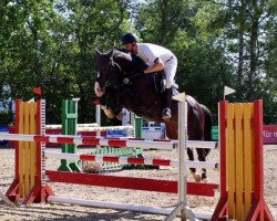 jumper Lundberg S (Hanoverian, 2011, from Levistano)