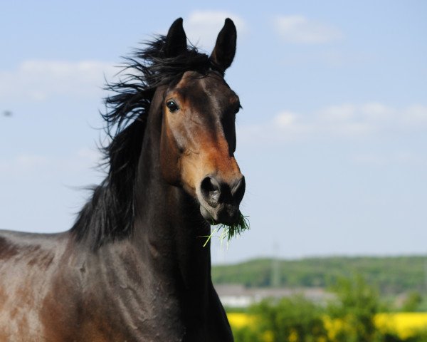 broodmare Caluna S (Hanoverian, 2010, from Canterbury)