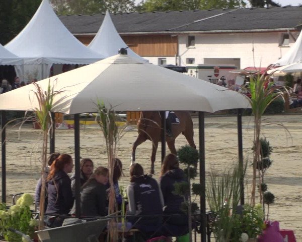 Reitturnier Köln - Reitanlage Brüse 2018