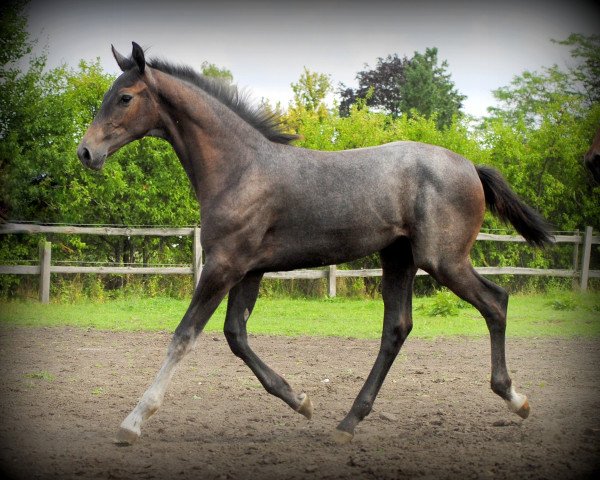 broodmare Gill (Hanoverian, 2016, from Grey Top) broodmare Gill (Hanoverian, 2016, from Grey Top)