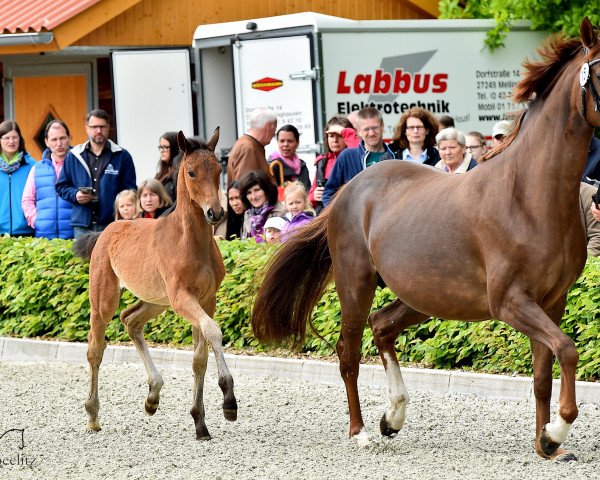 Pferd Soma (Rheinländer, 2015, von Scolari)