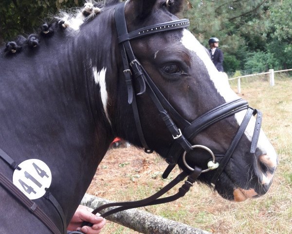 horse Ringo (Tinker-Mix / Pinto Tinker / Crossbreed, 2006)