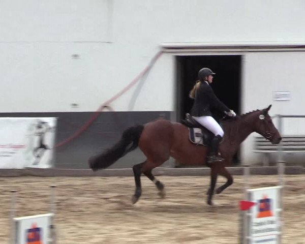 Reitturnier Siegen 2018
