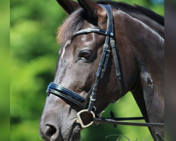 broodmare Dolores (Trakehner, 2008, from In Petto)
