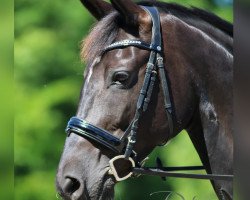 broodmare Dolores (Trakehner, 2008, from In Petto)