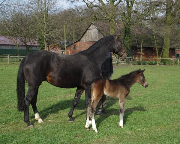 broodmare Dajana (Westphalian, 2007, from Don Kennedy)