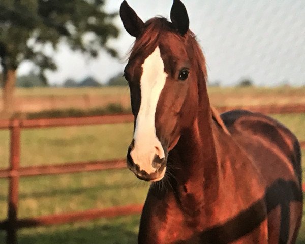 dressage horse Miss Mila (Hanoverian, 2013, from Münchhausen)