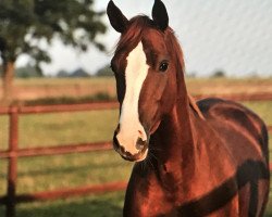dressage horse Miss Mila (Hanoverian, 2013, from Münchhausen)
