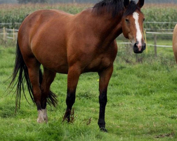 broodmare Taroline (Holsteiner, 2003, from Laurenz)