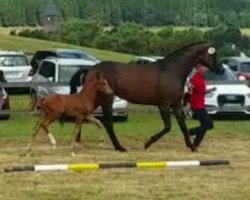 horse Hengst von Sir Heinrich / Starkstrom (Westphalian, 2017, from Sir Heinrich OLD)