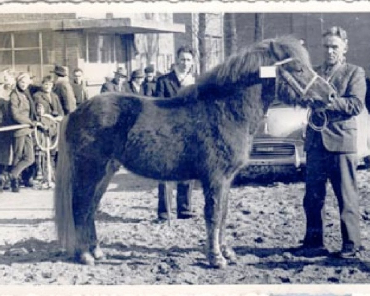 stallion Sleipnir fra Beek en Donk (Iceland Horse, 1959, from Nökkvi frá Hólmi)