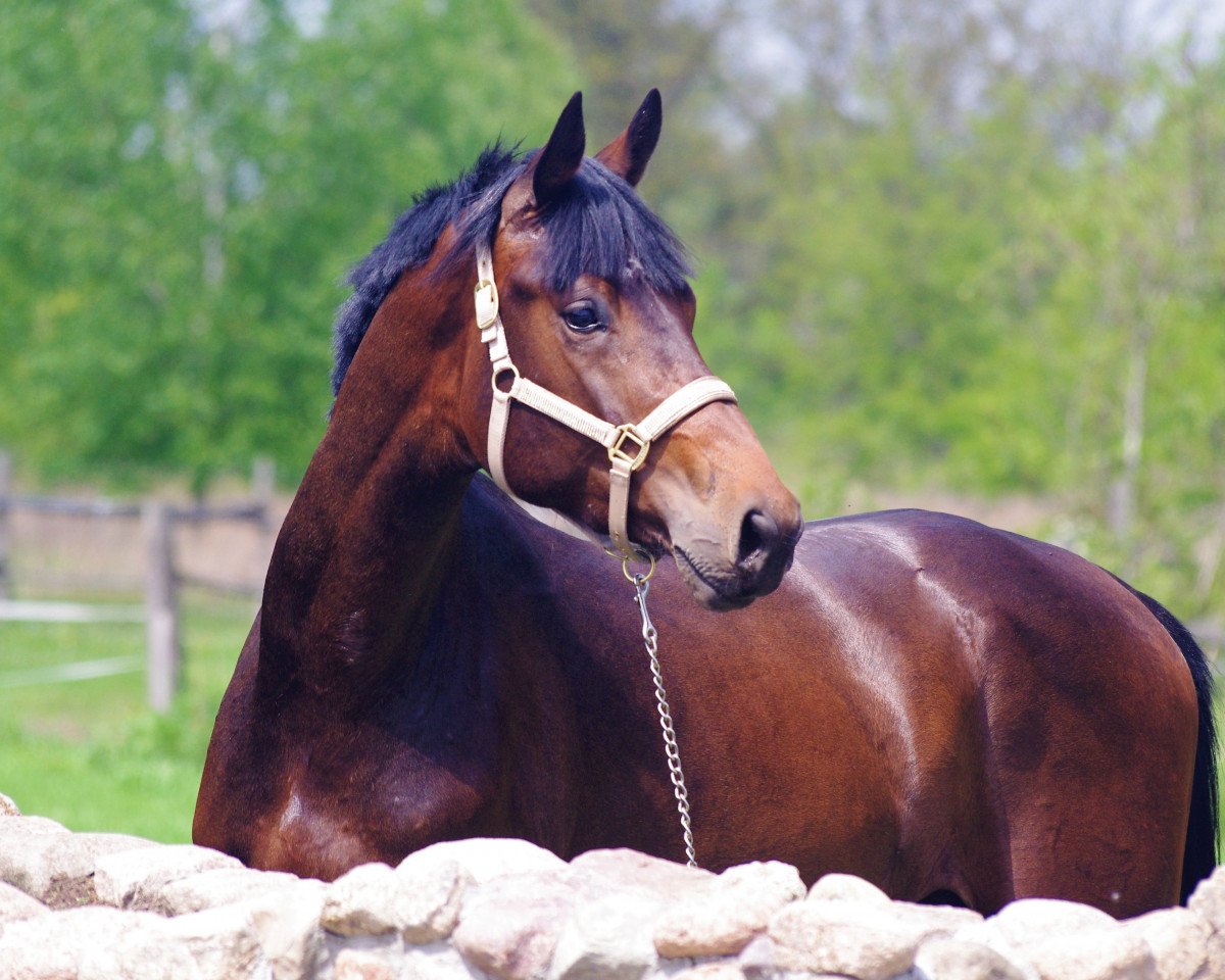 Pferd Nintendo Z (Zangersheide Reitpferd, 2014, von Numero Uno)