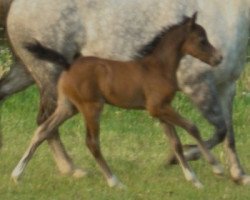 dressage horse Kenwoods Free Lance (Welsh-Pony (Section B), 2011, from Kenwoods Tomahawk)
