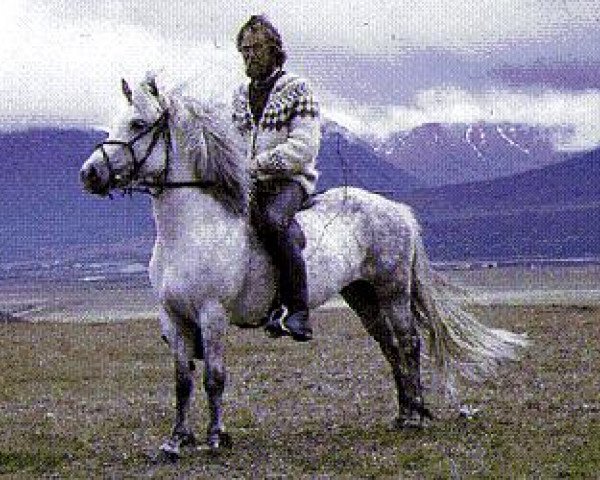 broodmare Héla frá Gullberastöðum (Iceland Horse, 1966, from Nökkvi frá Hólmi)