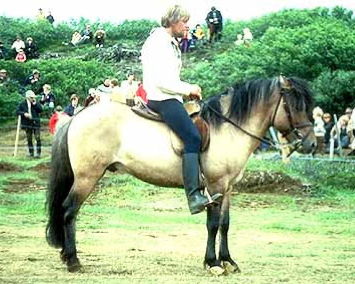 stallion Gáski frá Gullberastöðum (Iceland Horse, 1973, from Bægifótur frá Gullberastöðum)