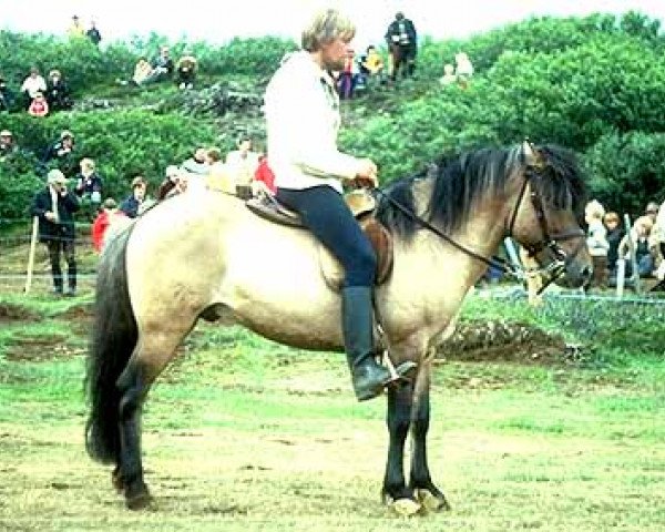stallion Gáski frá Gullberastöðum (Iceland Horse, 1973, from Bægifótur frá Gullberastöðum)