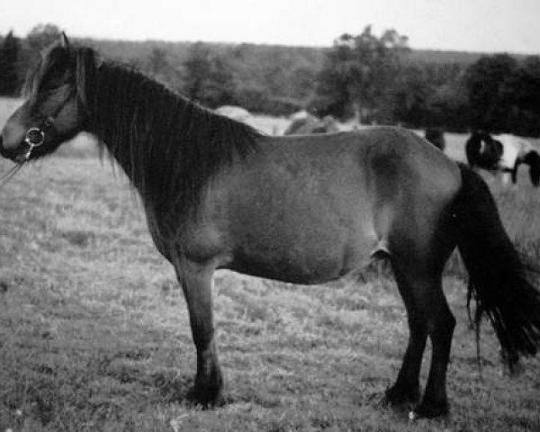 broodmare Snerra frá Varmalæk (Iceland Horse, 1981, from Borgfjörð frá Hvanneyri)