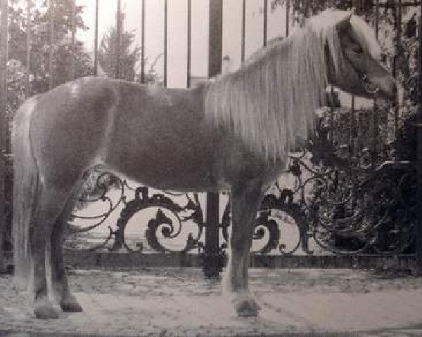 broodmare Tvísýn frá Sigmundarstöðum (Iceland Horse, 1979, from Borgfjörð frá Hvanneyri)
