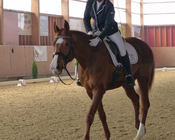 broodmare Sorpresa (Württemberger, 2007, from Sir Sandro)