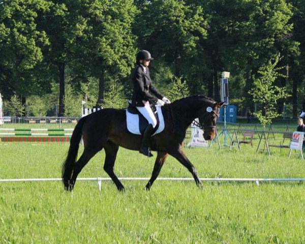 Springpferd Nero (Oldenburger, 2013)