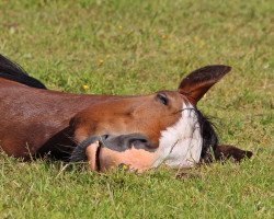 dressage horse Volt Devil (German Riding Pony, 2012, from Vasco)