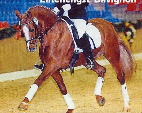 Deckhengst Davignon (Deutsches Reitpony, 1994, von Diamant II) Deckhengst Davignon (Deutsches Reitpony, 1994, von Diamant II)