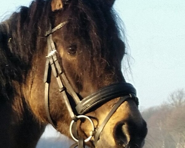 dressage horse Charming Carlos (German Riding Pony, 2011, from Top Carlos Cassini)