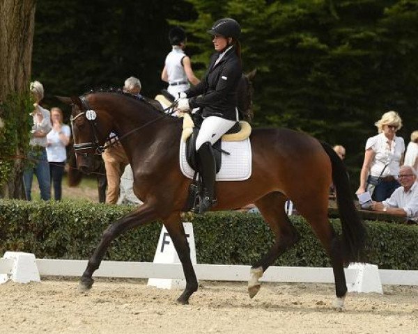 Zuchtstute Santa de Medici (Trakehner, 2012, von Rheinklang)