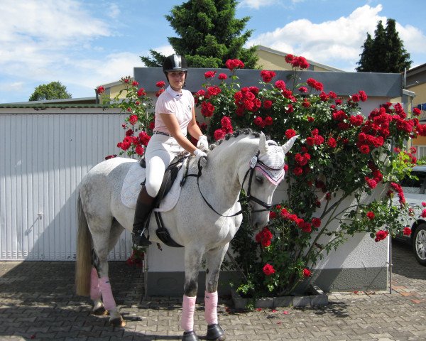dressage horse First Kiss (Hessian Warmblood, 2004, from French Kiss)