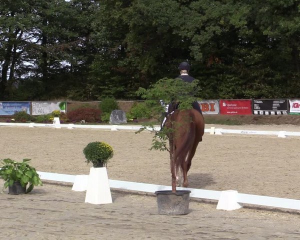 Reitturnier Meinerzhagen 2018