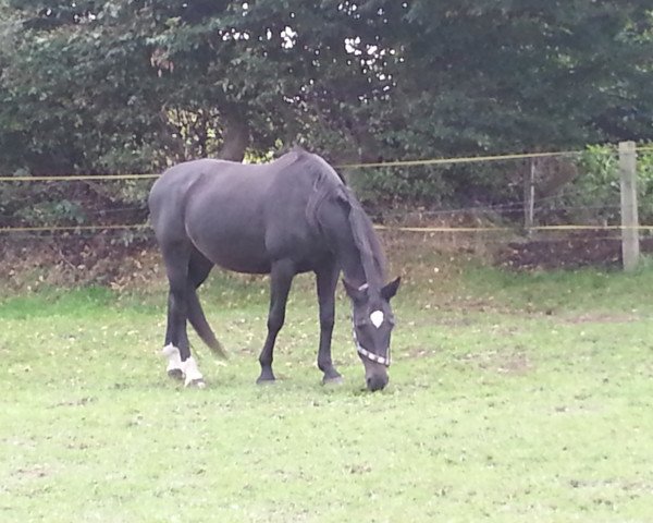 horse Sinphonie (German Warmblood, 1997, from Caliano A)