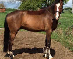 jumper Quite Future H (German Sport Horse, 2011, from Quite Rubin)