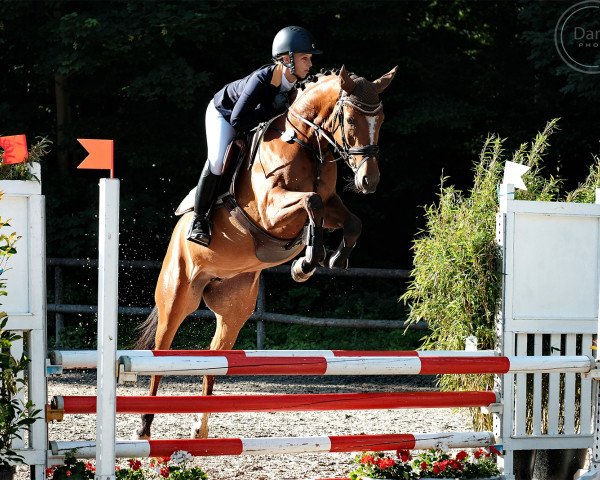Pferd Alaaf U SB (Westfale, 2013, von A La Carte NRW)